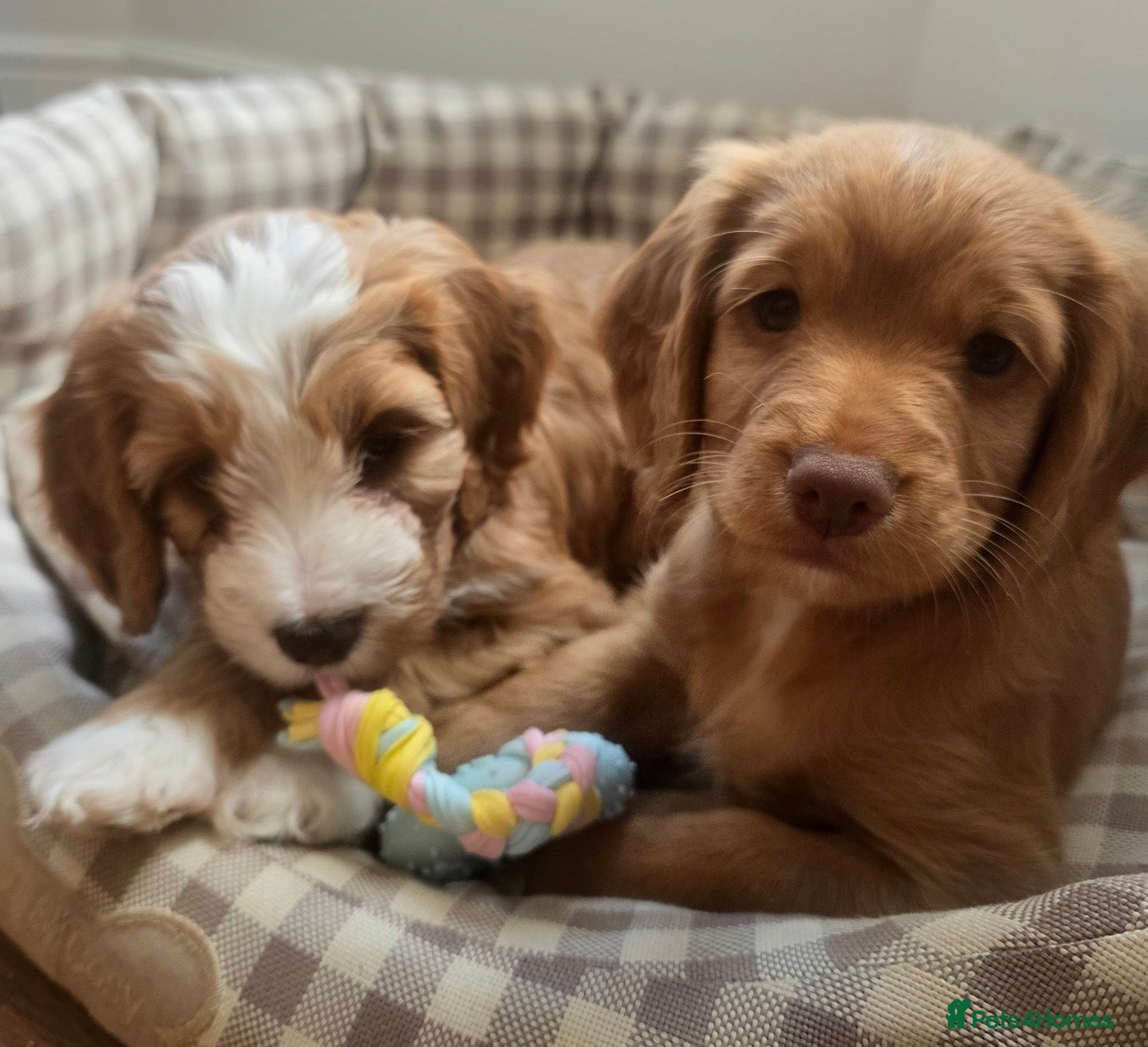 Cockapoo dogs F1B Toy Cockapoo puppies in North East - Advert 2