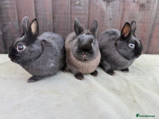 Netherland Dwarf rabbits 4 Adorable Netherland Dwarf Bunnies - Advert 2
