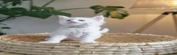 Maine Coon cats for sale: Exceptional Russian Line Maine coons - Advert 17