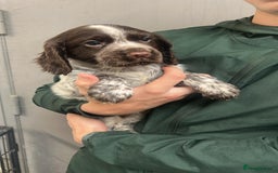 Cocker Spaniel dogs for sale: Beautiful KC Roan Working Type Cocker Puppies - Image 1
