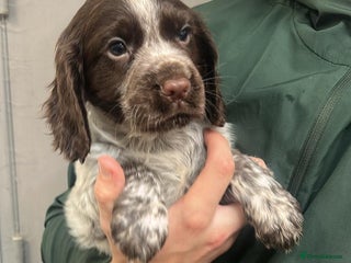 Cocker Spaniel dogs - Advert 7