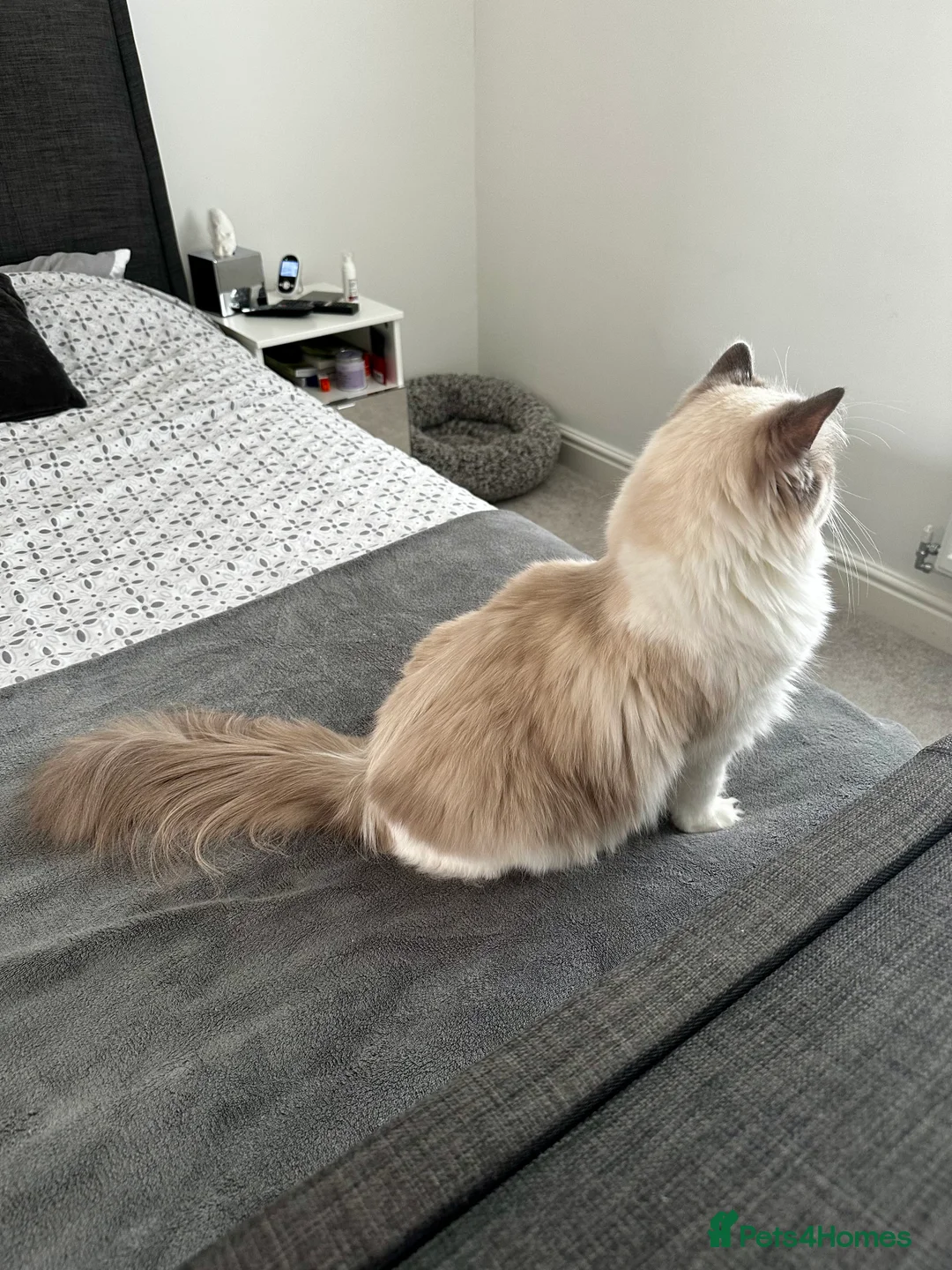 Ragdoll cats for sale:  🩷 Exquisite Active European Ragdoll 🇳🇱  - Advert 16