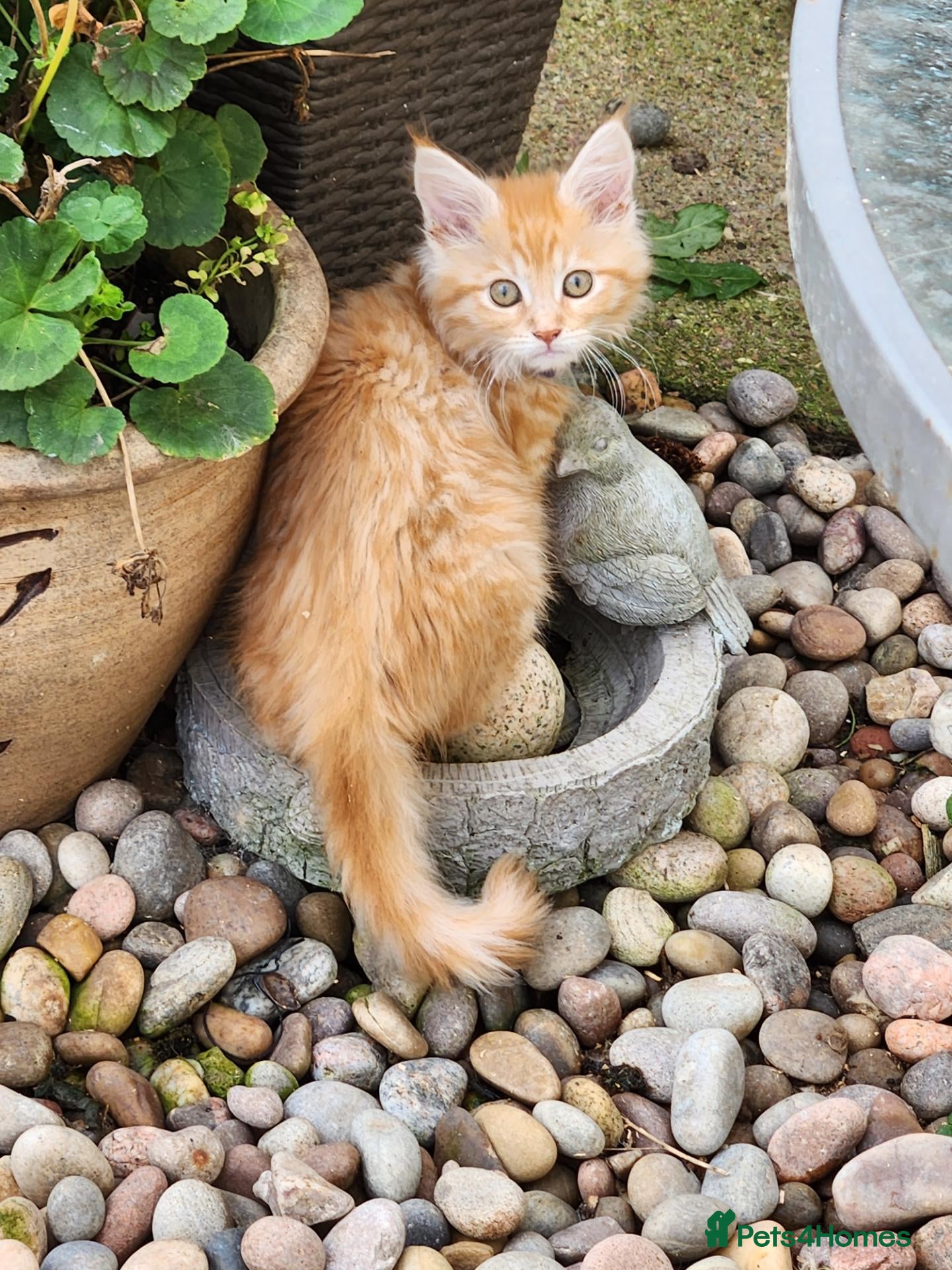 Maine Coon cats Maine Coon ginger Ready Now!! Absolutely gorgeous! - Advert 5