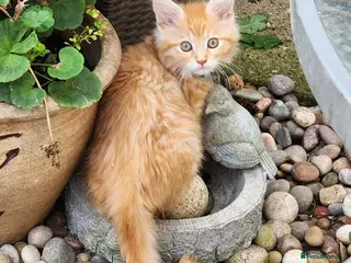 Maine Coon cats Maine Coon ginger Ready Now!! Absolutely gorgeous! - Advert 5