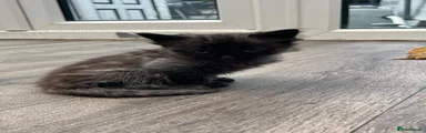 Black/ grey long haired tabby 