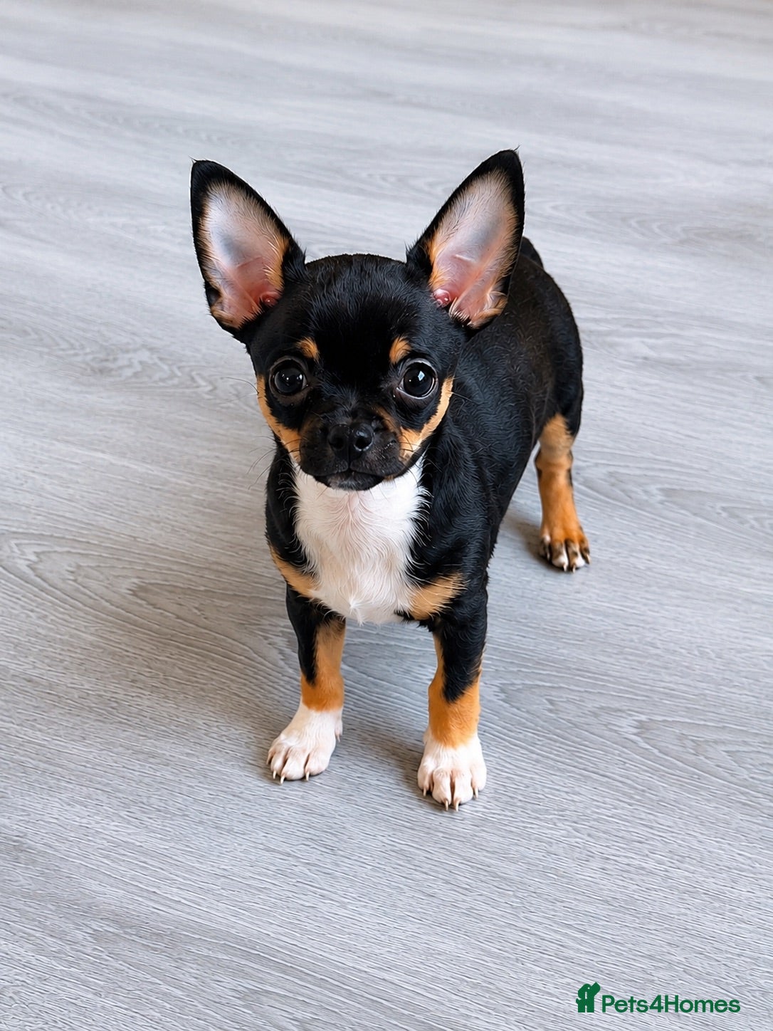 Chihuahua dogs Beautiful black tri smoothcoat male  - Advert 4
