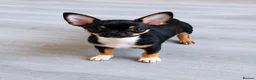Chihuahua dogs for sale: Beautiful black tri smoothcoat male  - Advert 1
