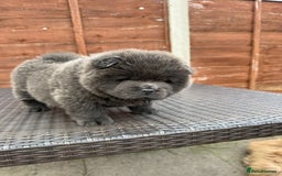 Chow Chow dogs for sale: 💫Stunning Chows Available 🥰❤️ - Image 29