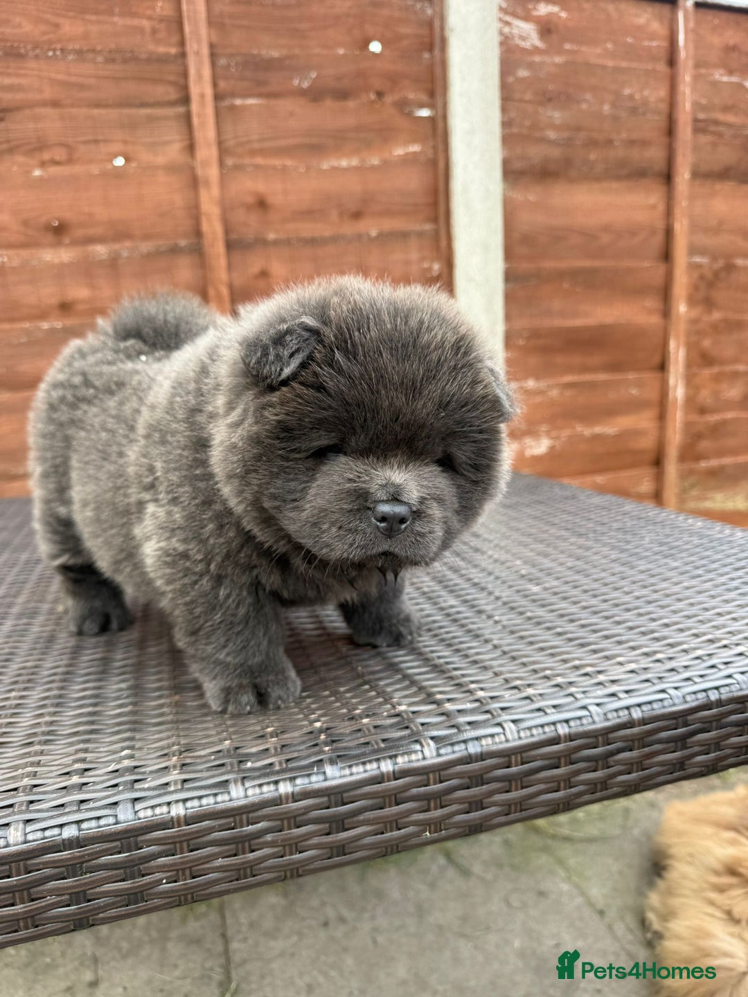Chow Chow dogs for sale: 💫Stunning Chows Available 🥰❤️ - Image 29