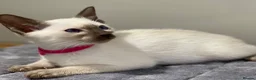 Siamese cats for sale: GCCF Registered Traditional Siamese Kittens.  - Advert 5