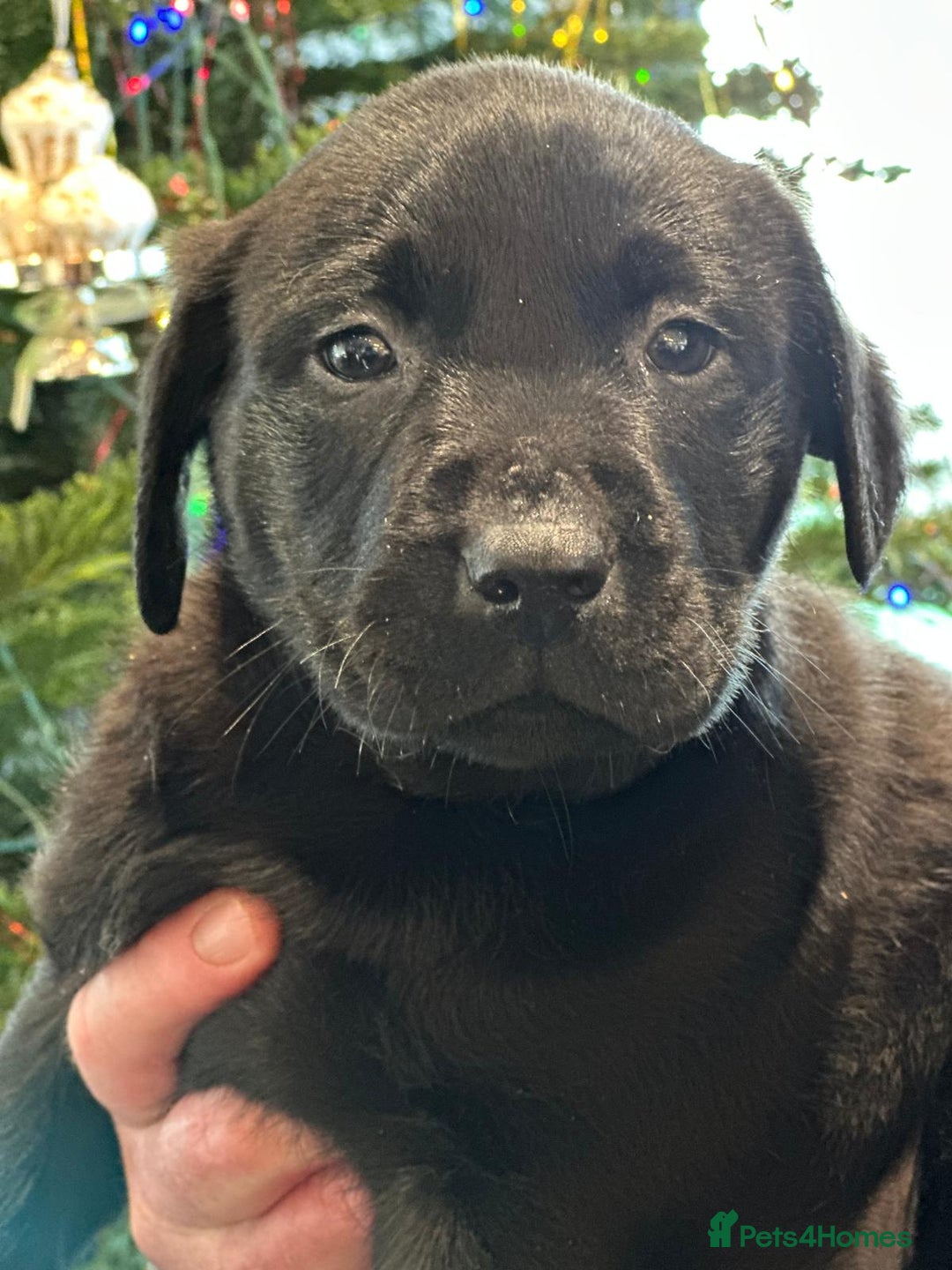 Labrador Retriever dogs for sale: 7 week old fantastic labrador pups  - Advert 11