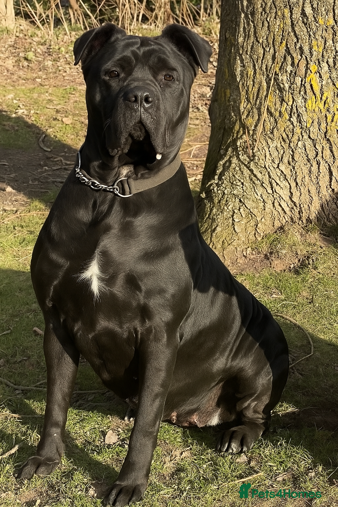 Cane Corso dogs for sale: Female cane corso - Image 1
