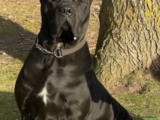 Cane Corso dogs - Advert 9