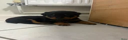 Rottweiler dogs for sale: KC Registered Rottweiler Puppies - Advert 31