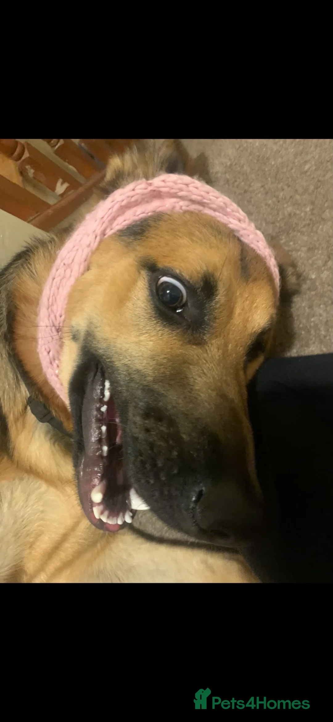 German Shepherd dogs for sale: Bailey - Advert 2