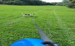 Jug dogs for sale: Pug x jack russell  - Image 5