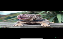 English Bulldog dogs for sale: English Bulldog for sale 👀 - Image 7