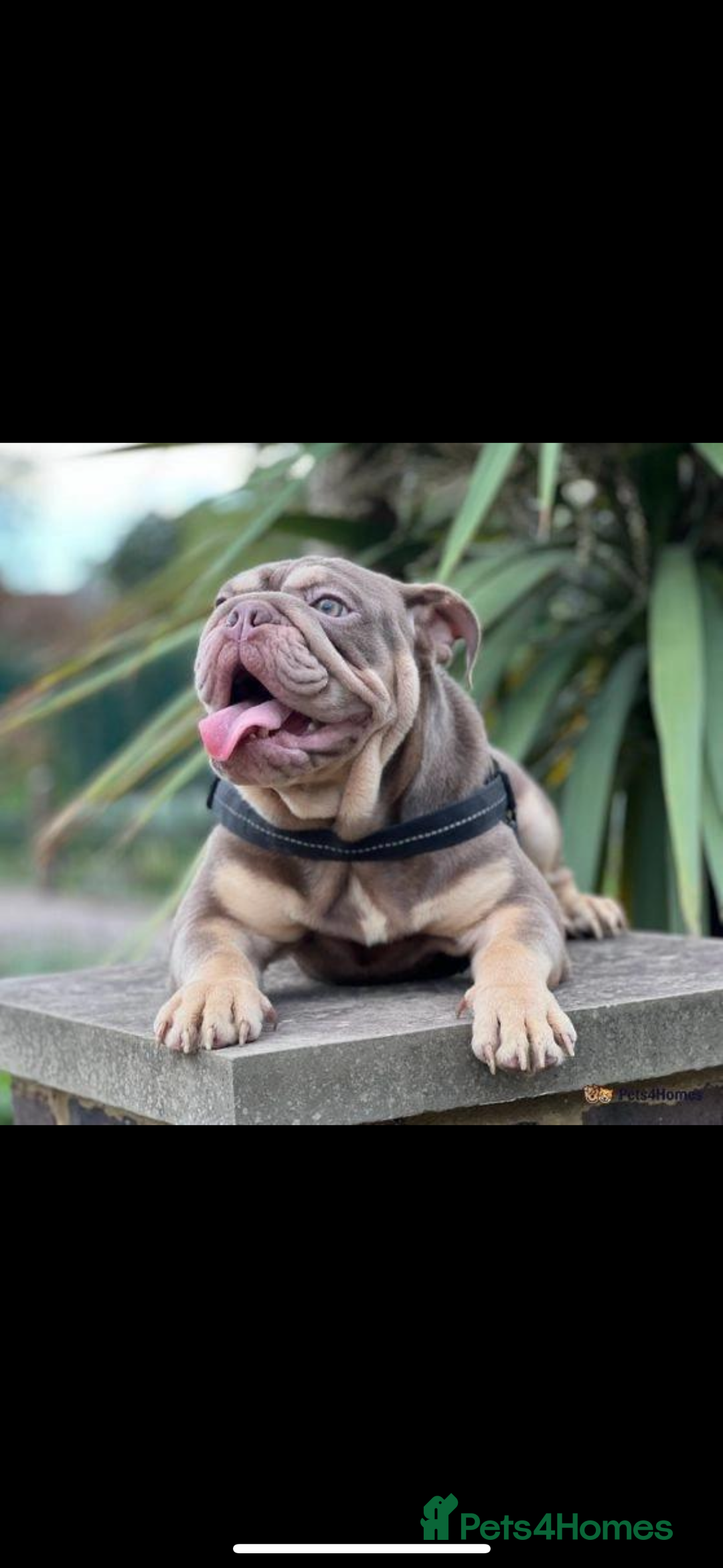 English Bulldog dogs for sale: English Bulldog for sale 👀 - Image 7