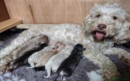 Cockapoo dogs for sale: Beautiful Cockerpoo puppies  - Image 9