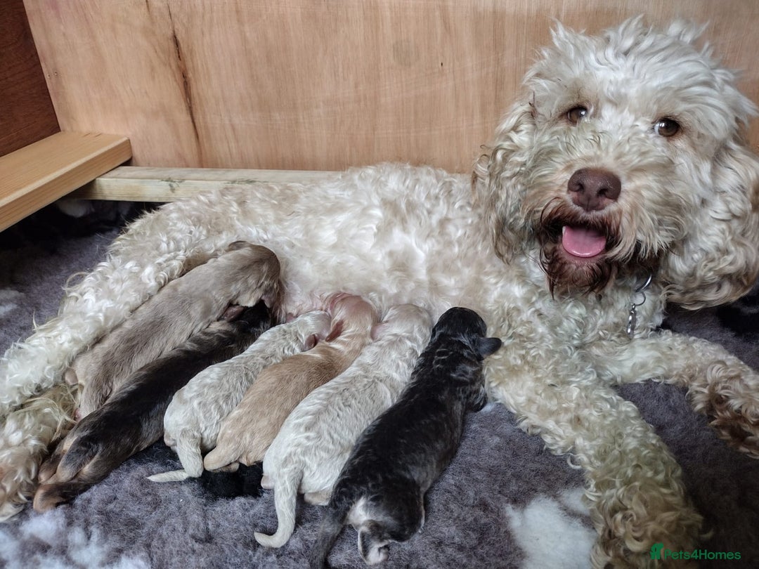 Cockapoo dogs for sale: Beautiful Cockerpoo puppies  - Image 9