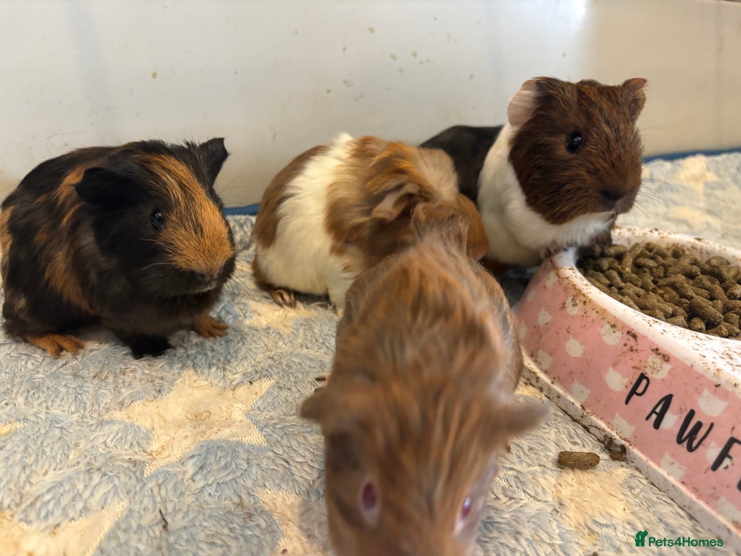 Guinea Pig rodents for sale: Baby Guinea pigs  - Image 5