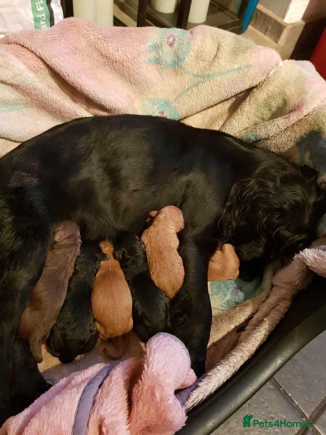 Poodle dogs for stud: Red K.C Reg Miniature Poodle 4 Stud HEALTH TESTED in Chesterfield - Advert 15