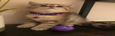 British Shorthair 3