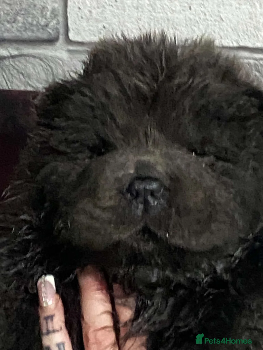 Chow Chow dogs for sale: Kc chow chow puppies  in Houghton le Spring - Advert 7