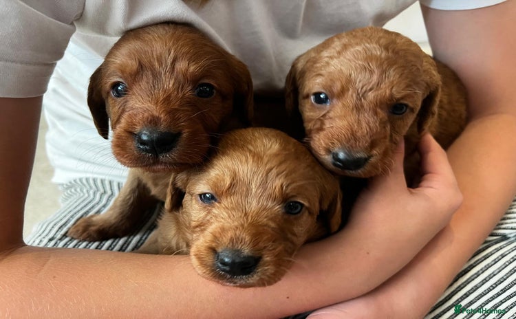 Labradoodle dogs - Advert 12