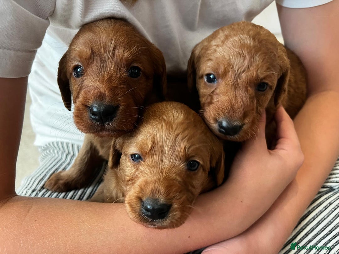 Labradoodle dogs for sale: Miniature Fox Red Labradoodles  - Image 5