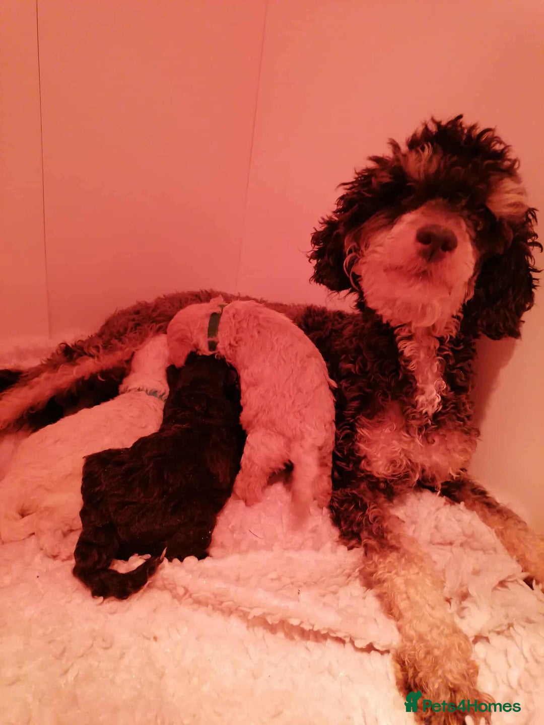 Miniature Poodle dogs for sale: Miniture poodle babies  - Advert 7
