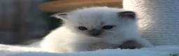 Ragdoll cats for sale: Outstanding Pedigree GCCF Ragdoll Kittens - Advert 5