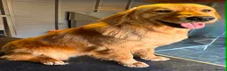 Golden Retriever dogs for sale: Chunky KC Golden Retriever Puppies - Advert 14