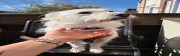 Mixed Breed dogs for adoption: ❤️🐶 SNOWY – THE SWEETEST LITTLE SOUL in Burton-on-Trent - Advert 15