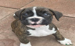 Boxer dogs for sale: Boxers 2 bitches - Image 8