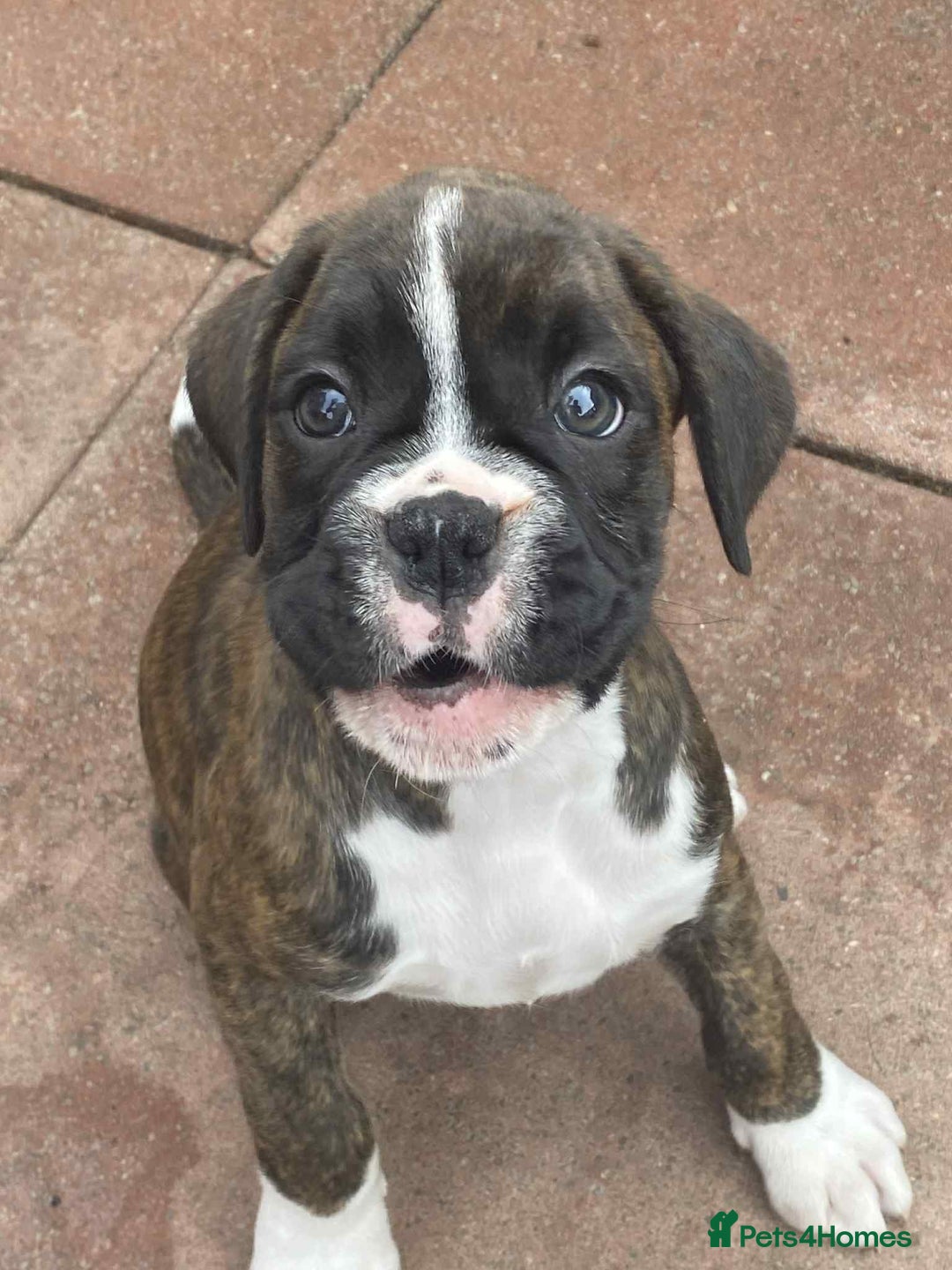 Boxer dogs for sale: Boxers 2 bitches - Image 8