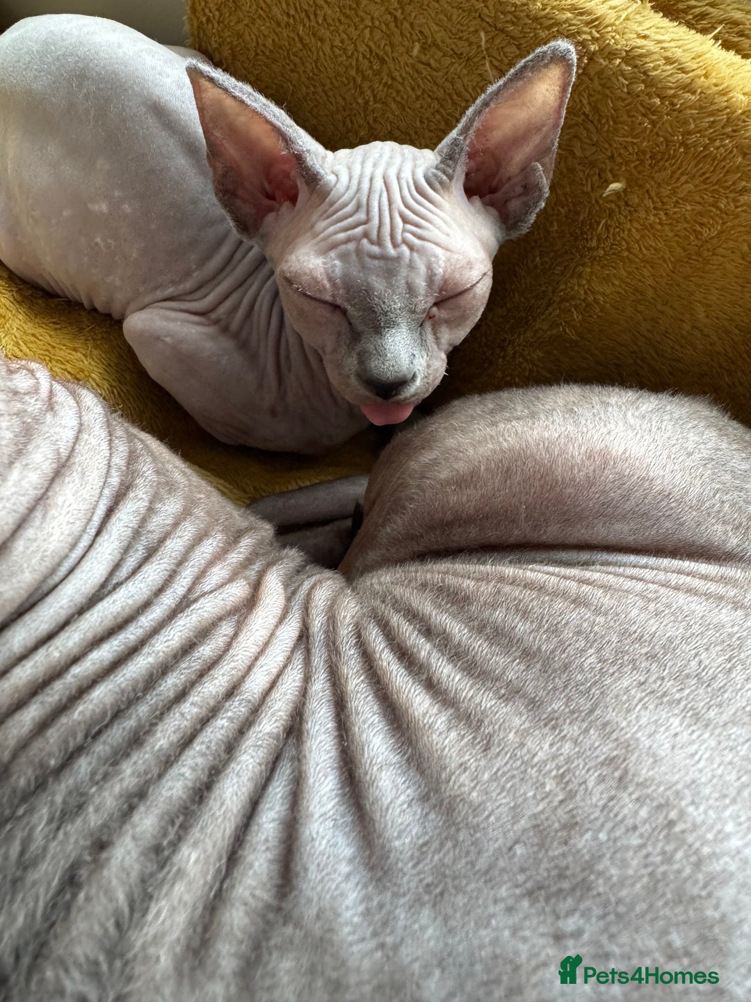 Sphynx cats for sale: 2 Sphynx Girls Ready for Forever Homes - Image 10