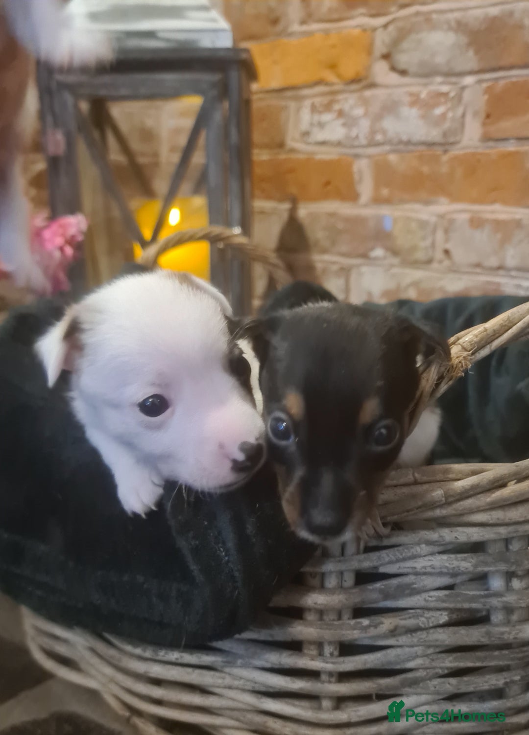 Jack Russell dogs for sale: Lovely Jack russell puppies. - Image 14