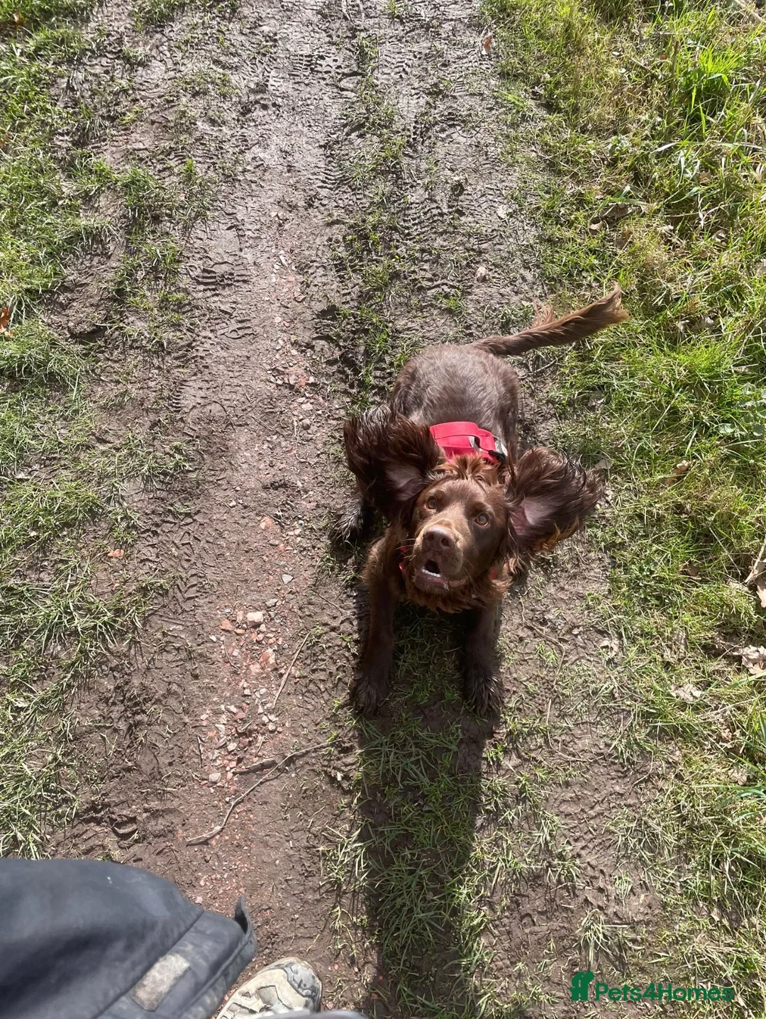 Cocker Spaniel dogs for sale: Enzo- Male Cocker Spaniel in Barnsley - Advert 2