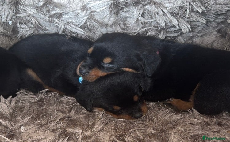 Rottweiler dogs - Advert 1