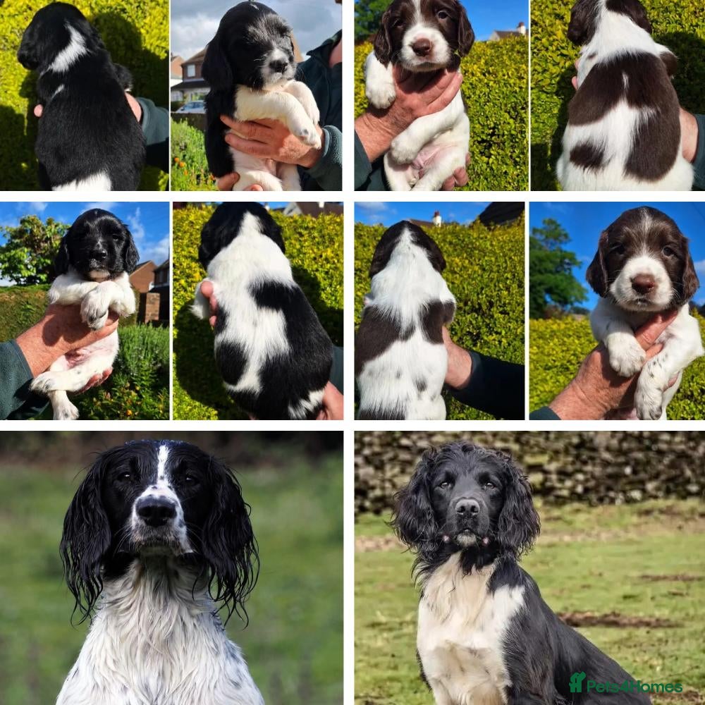 English Springer Spaniel dogs KC Working Springer Spaniel Puppies Heavily marked - Advert 14