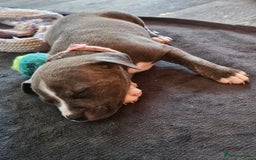 Mixed Breed dogs for sale: American Bulldog Cross Staffy puppies  - Image 13