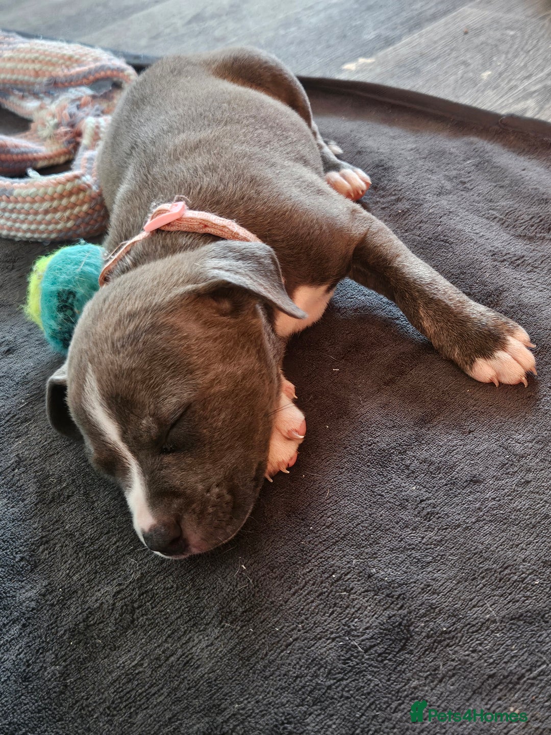 Mixed Breed dogs for sale: American Bulldog Cross Staffy puppies  - Image 13