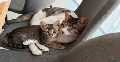 Mixed Breed cats - Advert 4