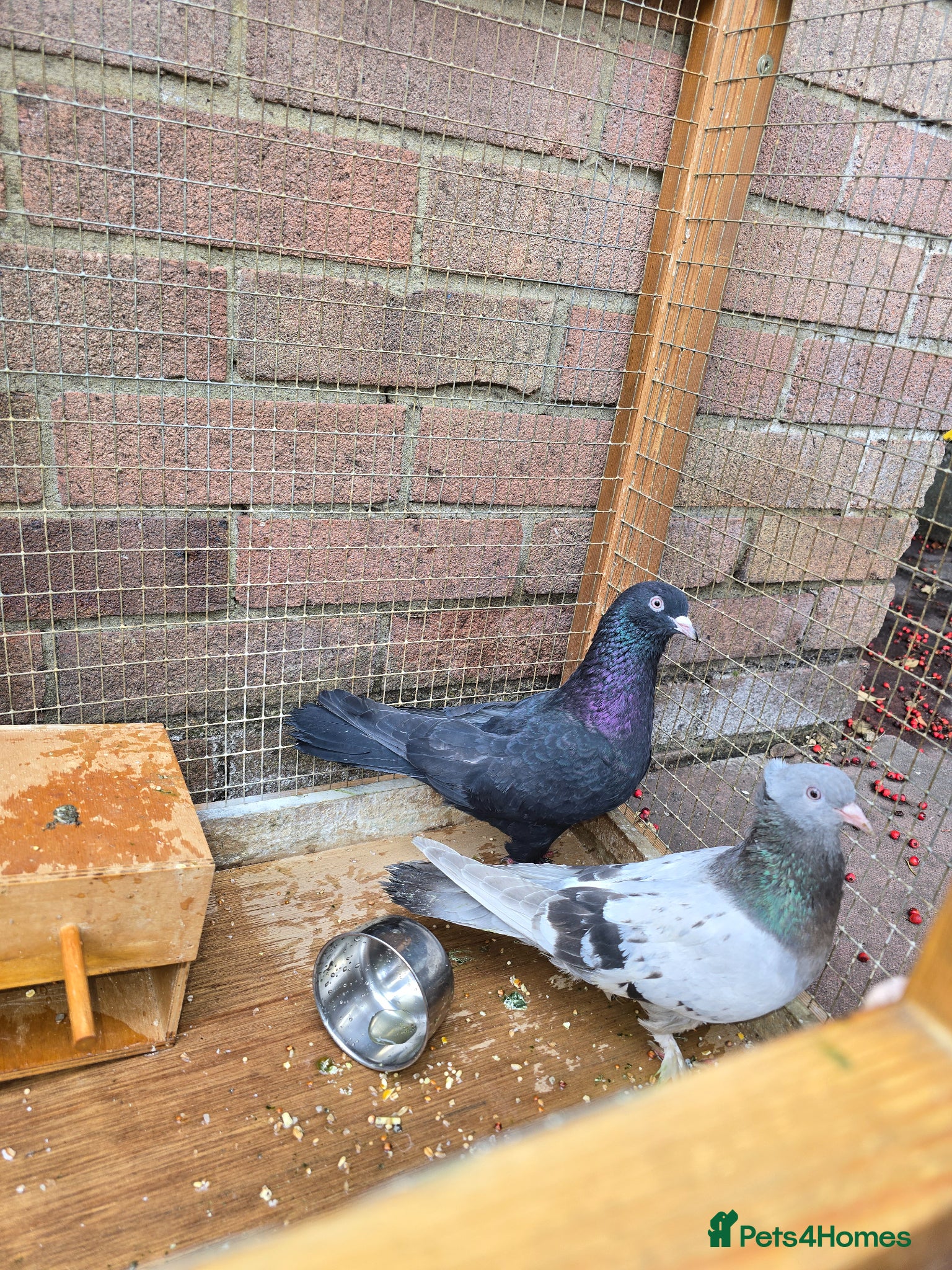 Pigeons birds X2 Female Pigeons  - Advert 1