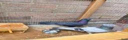 Pigeons birds for sale: X2 Female Pigeons  in Fareham - Advert 1