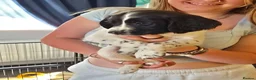 English Springer Spaniel dogs for sale: Springer spaniel puppies for sale  - Advert 11