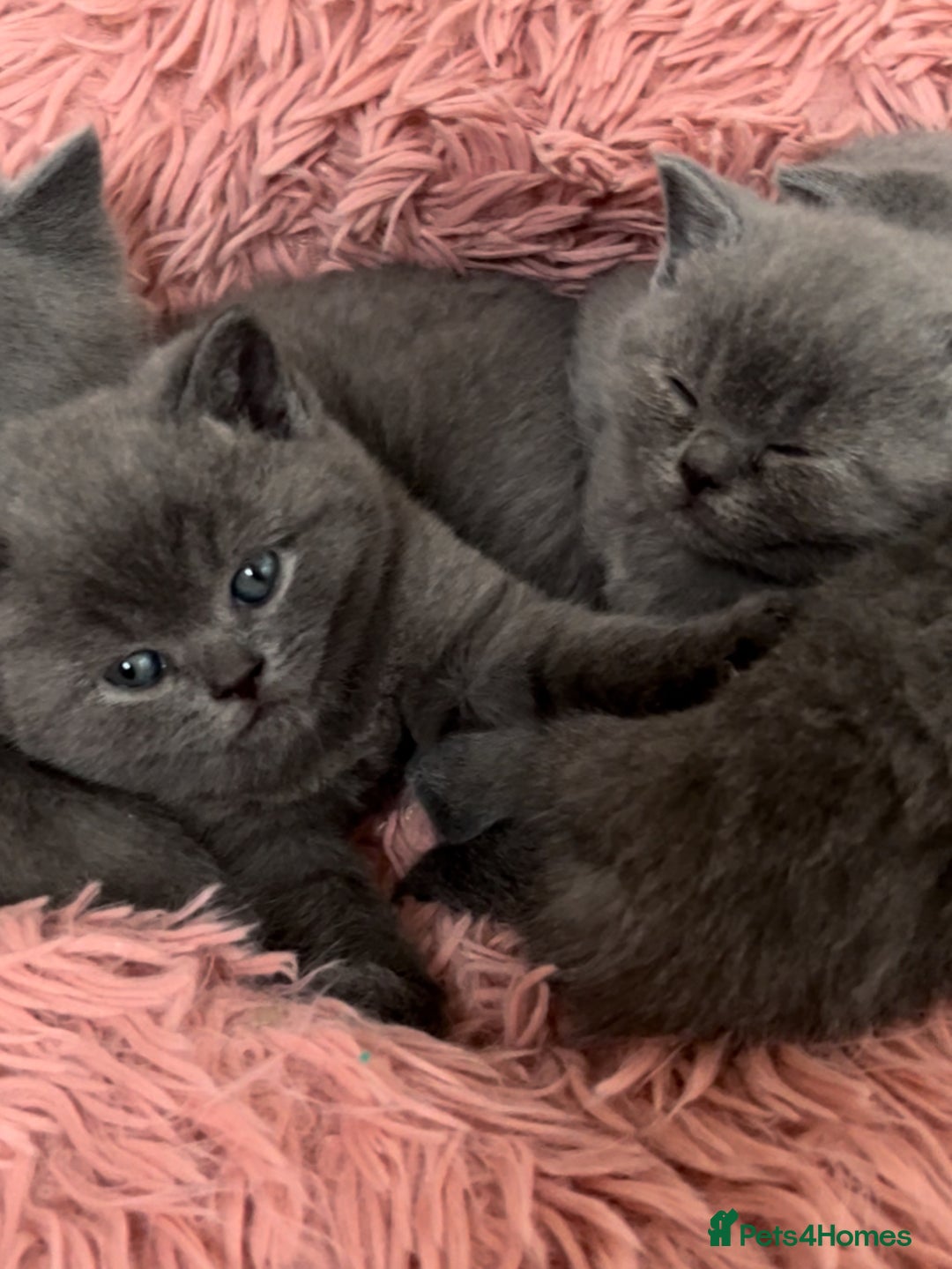 British Shorthair cats for sale: Beautiful Blue British Shorthair Kittens - Advert 2