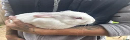 Rex rabbits for sale: Beautiful albino Rex  - Advert 21