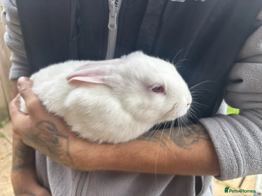 Rex rabbits for sale: Beautiful albino Rex  - Advert 21